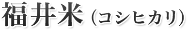 福井米（コシヒカリ）