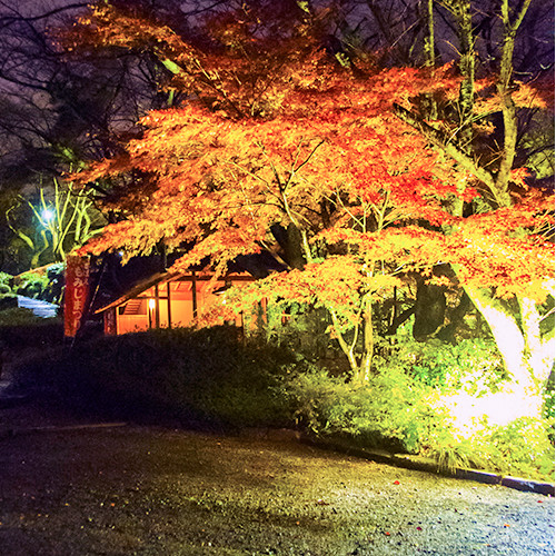 西山公園のライトアップ