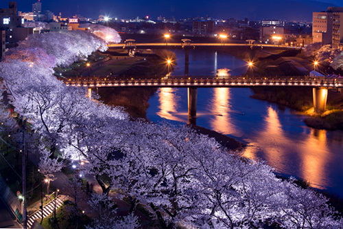 足羽河原の桜並木