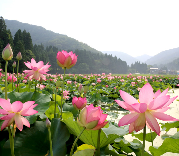 花はす公園